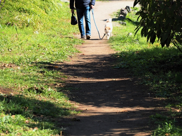 自然の中、犬の散歩